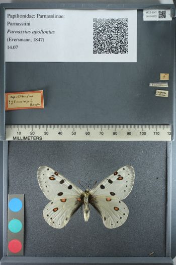 Media type: image;   Entomology 174272